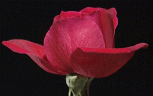 L'amour du Prophète (saw)  permet de mesurer la foi !