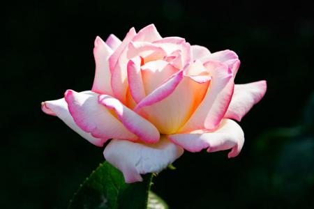 Sheikh Al-Habîb `Umar Ibn Hafîdh 
